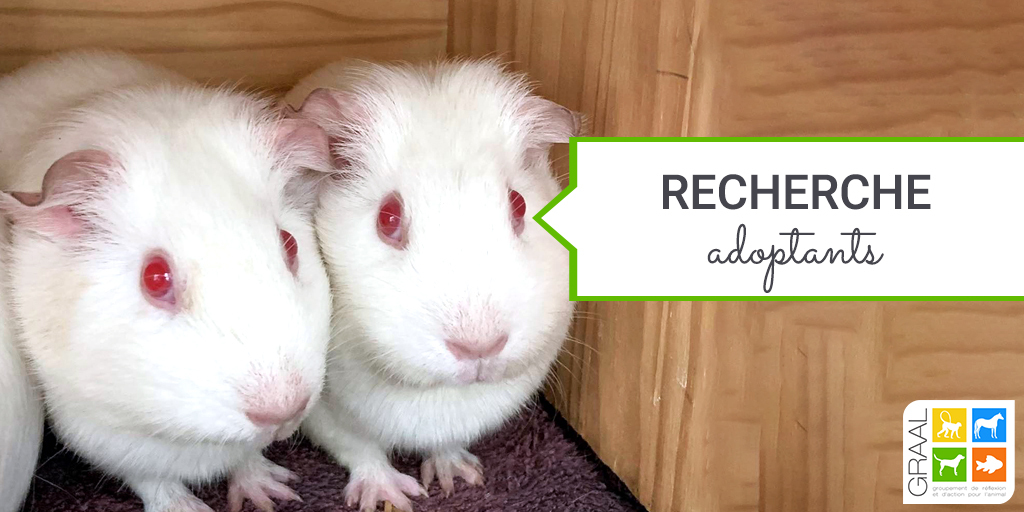 Cochons d’Inde encore en recherche d’adoptants