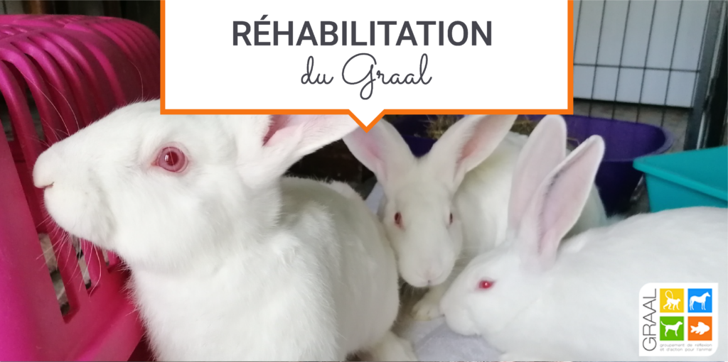 Réhabilitation de 3 lapins New Zealand