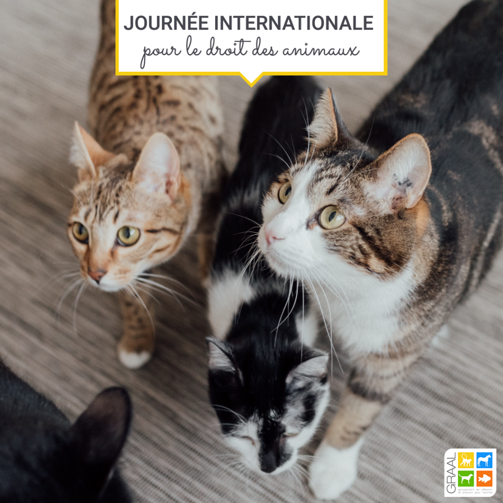 Journée internationale pour les droits des animaux