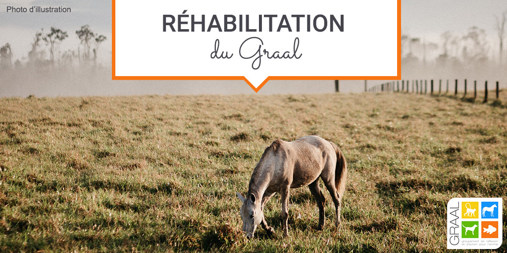 Réhabilitation d’un cheval