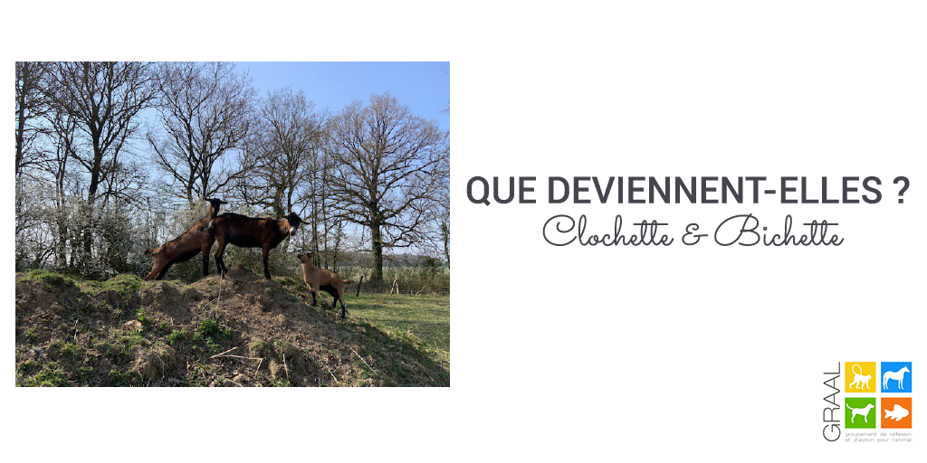 Des nouvelles de Clochette et Bichette