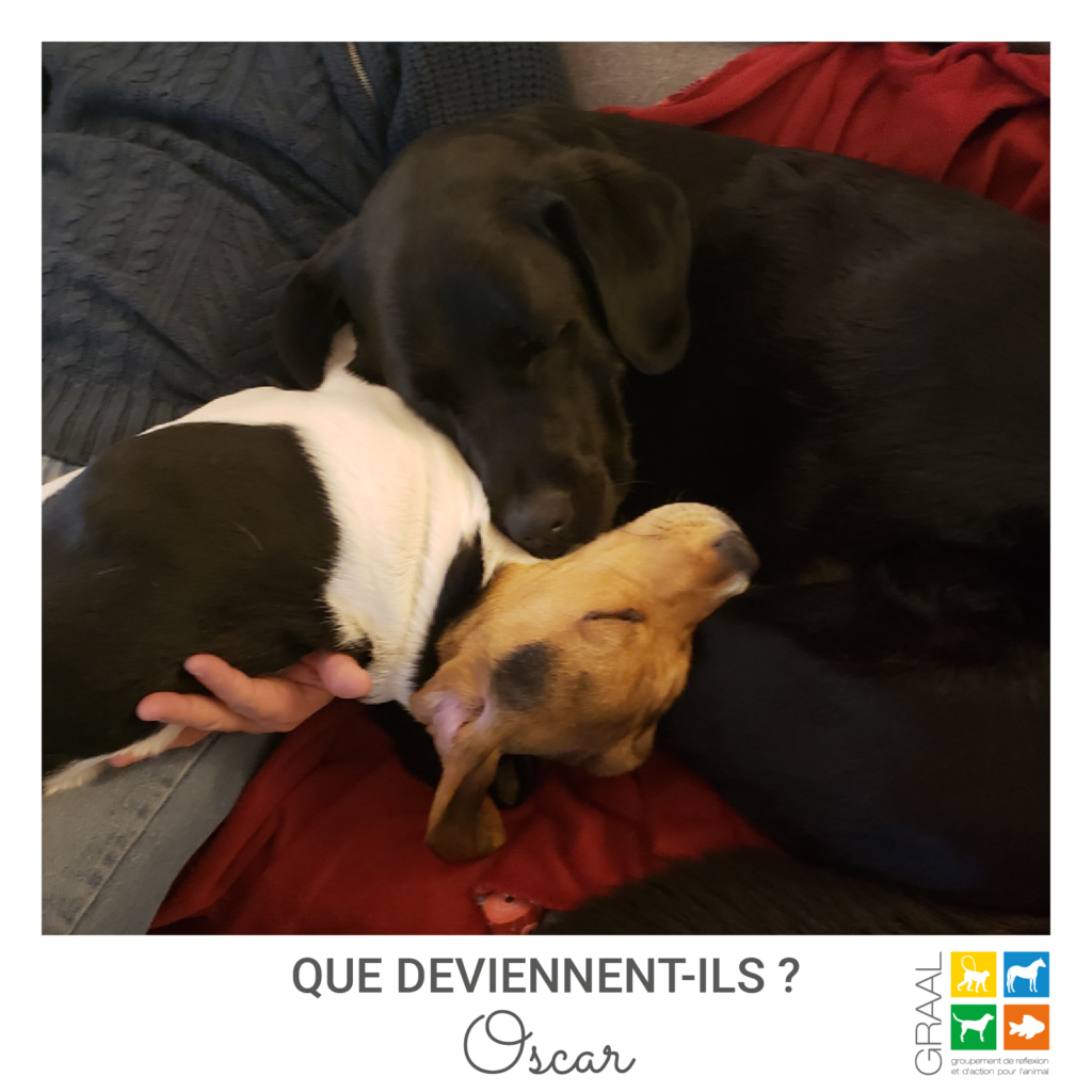 Des nouvelles d’Oscar le Beagle