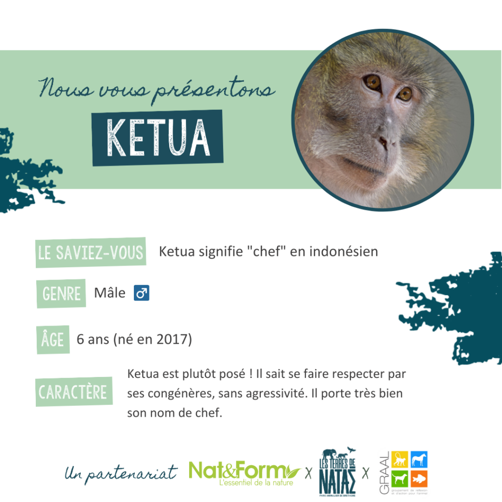 Ketua, ancien primate de labo