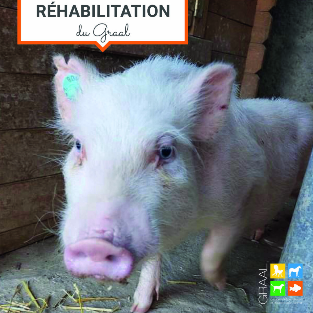 Réhabilitation d’un mini-pig