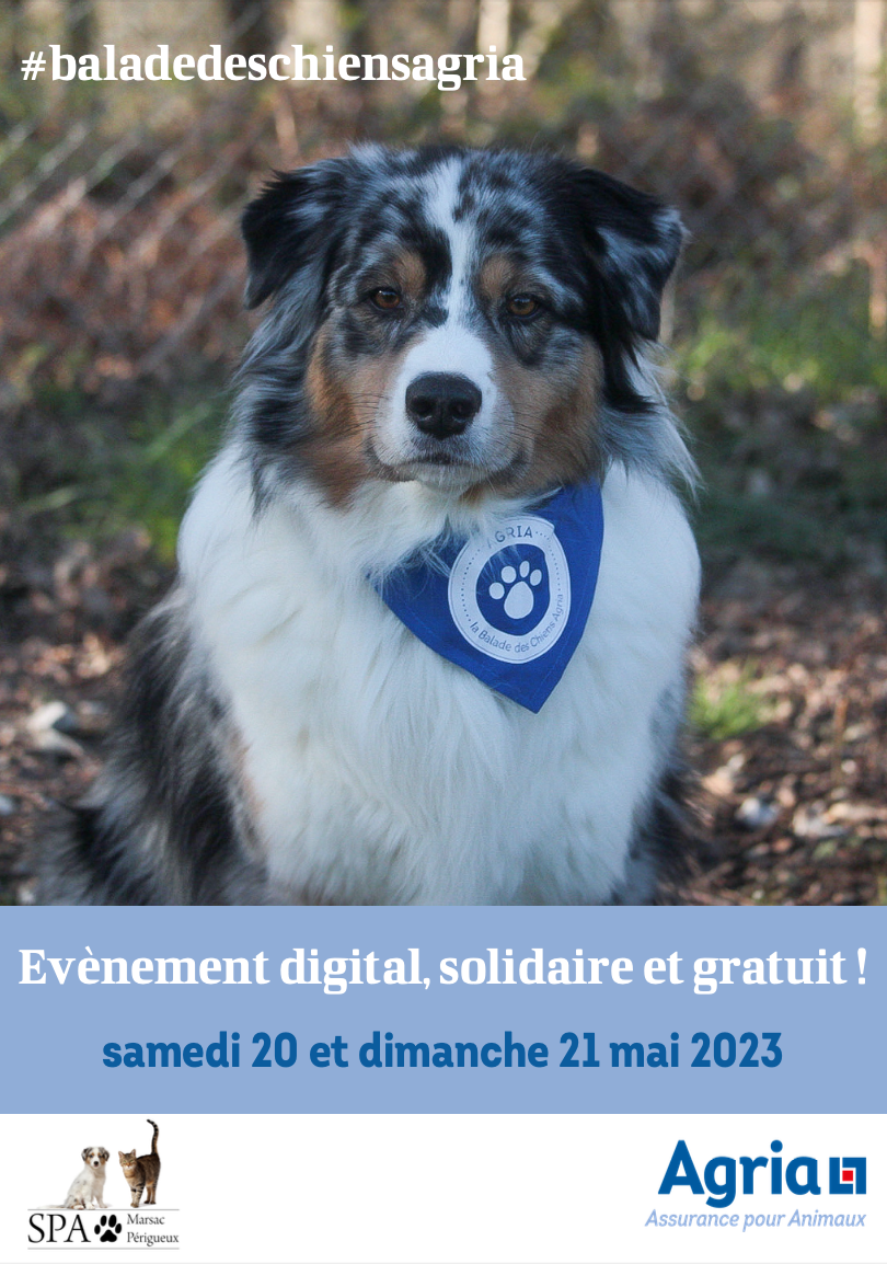 Marche solidaire et digitale : faites un don en promenant votre chien