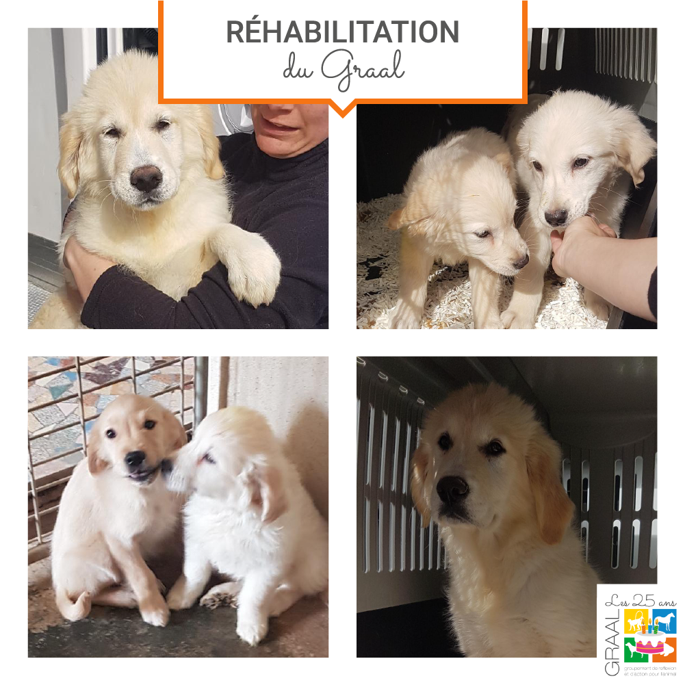 Sortie de laboratoire de 6 Golden Retriever