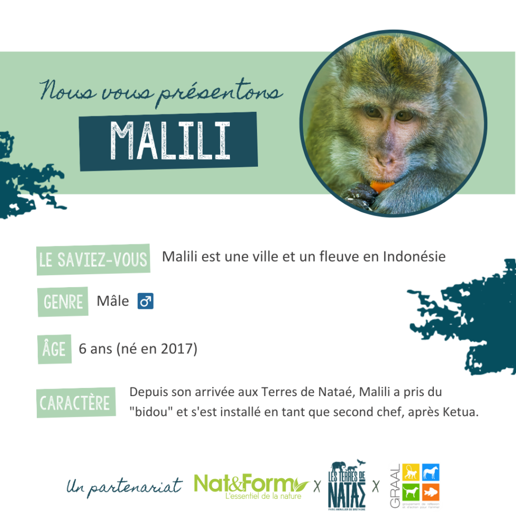 Malili, ancien primate de laboratoire