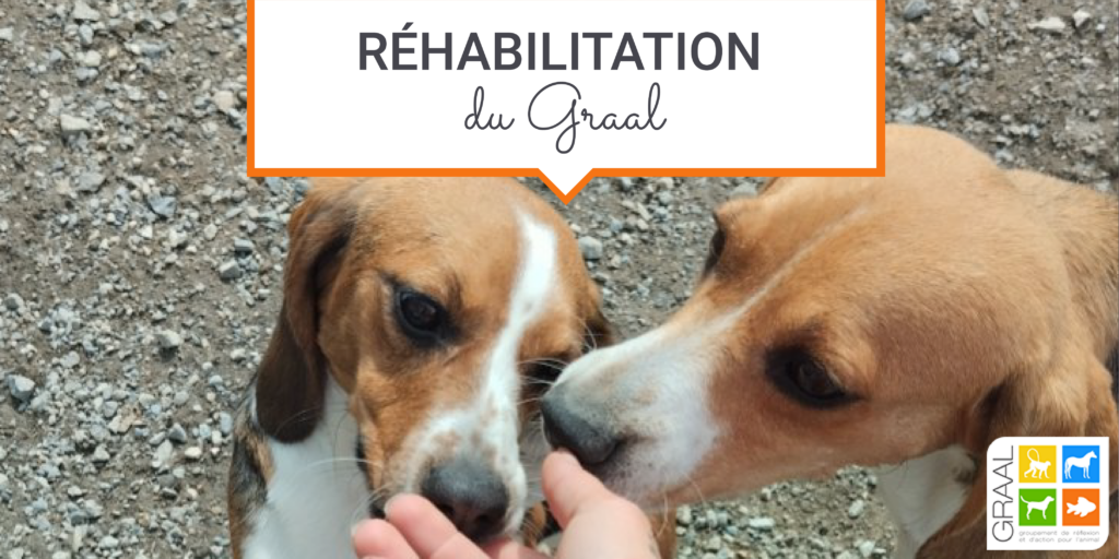 Réhabilitation de 5 Beagles