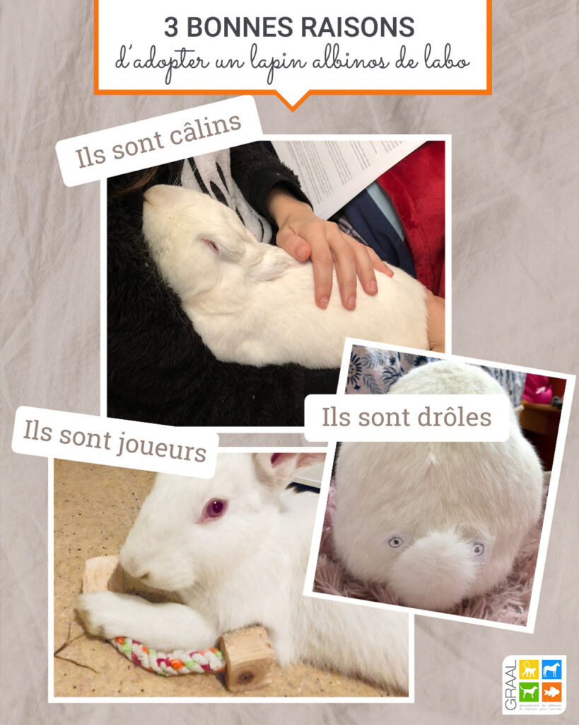 Pourquoi adopter un lapin albinos ?