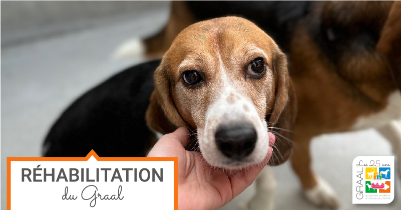 Réhabilitation de 4 beagles à Lyon