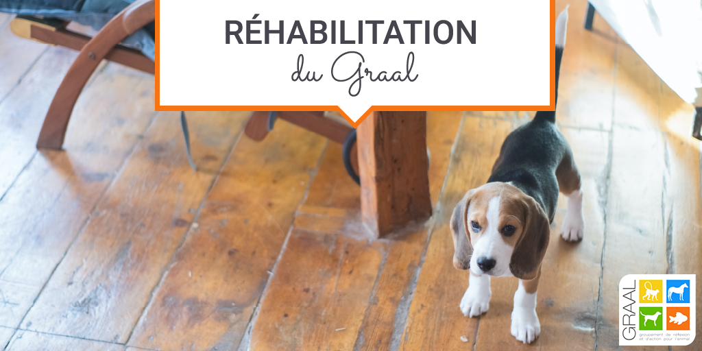 Urgent : réhabilitation de 5 beagles