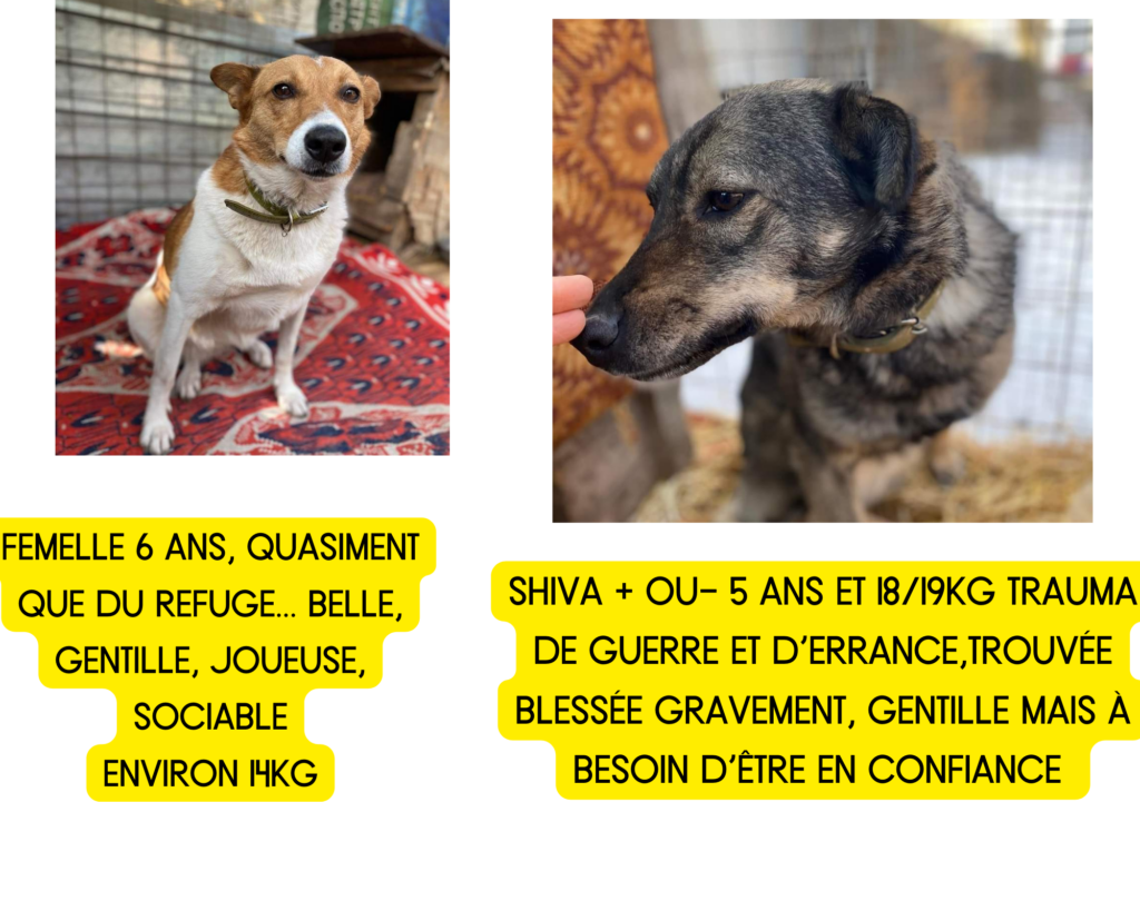 URGENT : RECHERCHE ADOPTANTS ET REFUGES D’ACCUEIL