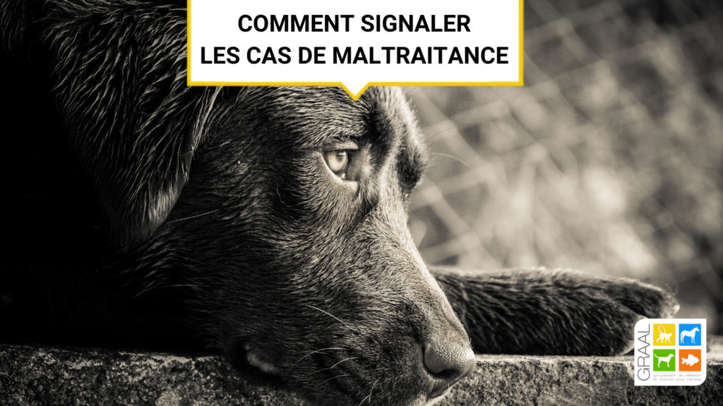 Comment signaler un cas de maltraitance aux autorités ?