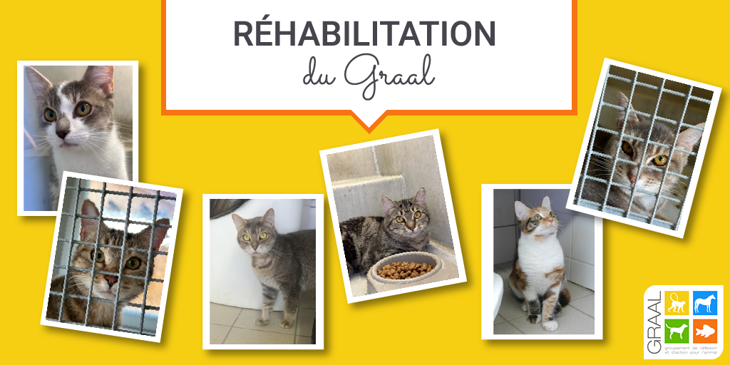 16 chattes sorties de laboratoire