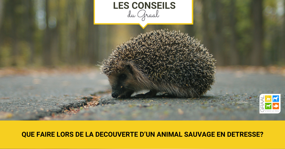 Que faire lors de la découverte d’un animal sauvage en détresse ?