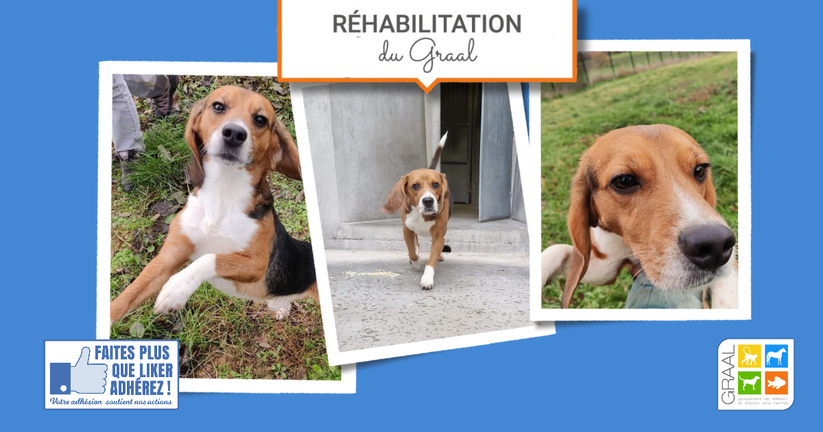 Réhabilitation de 7 beagles de laboratoire