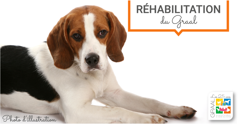 Réhabilitation de 11 beagles