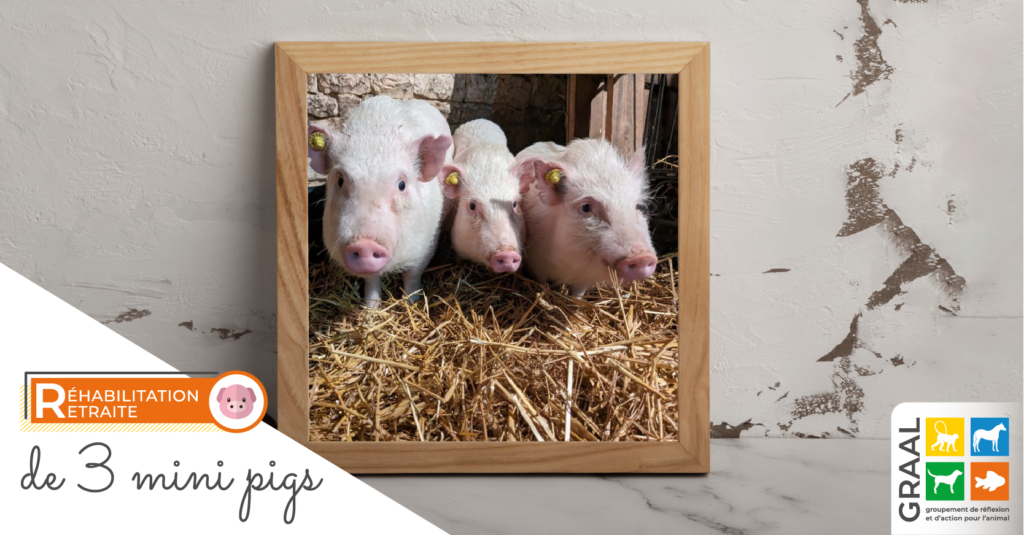 Sortie de 3 minipigs