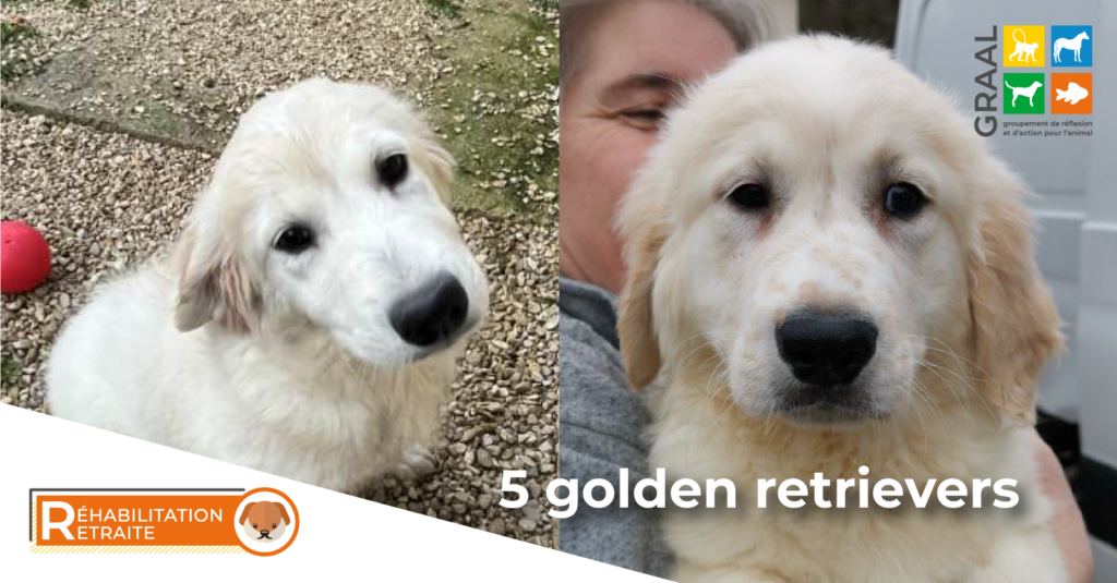 Sortie de laboratoire de 5 golden retrievers