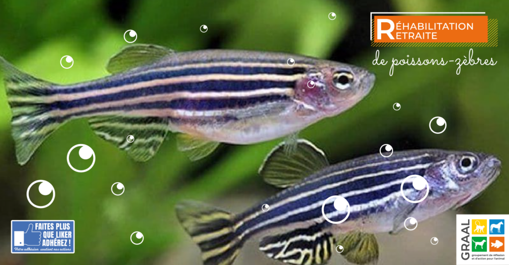 Sortie de laboratoire de zebra fish