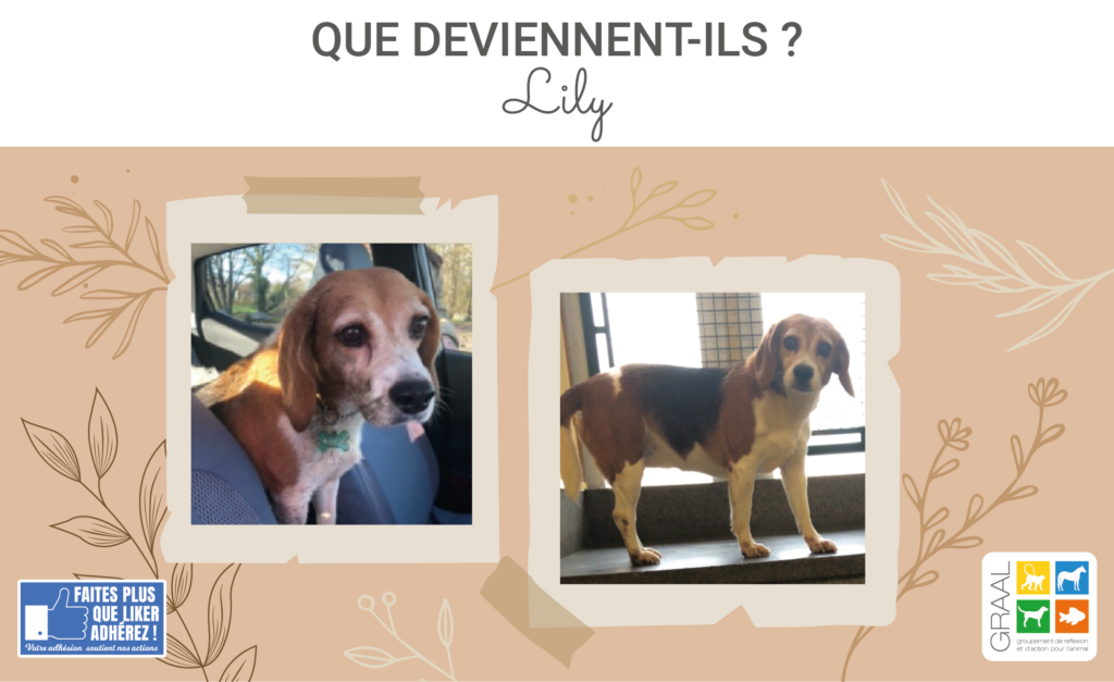 Des nouvelles de Lily