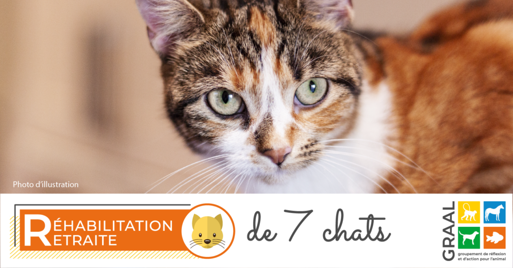 Sortie de laboratoire de 7 chats