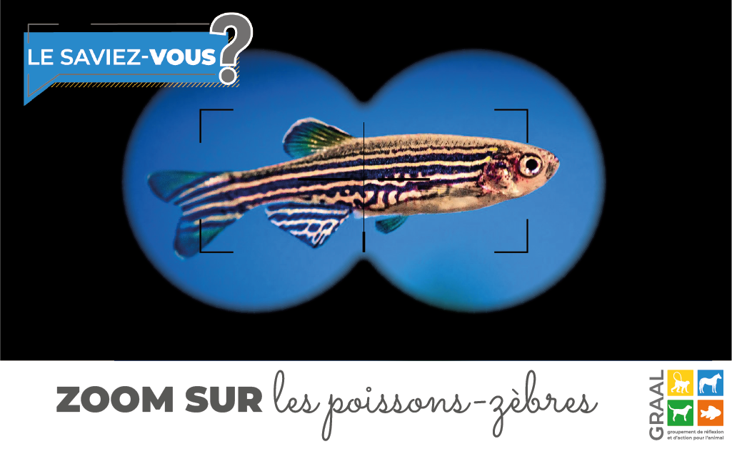 Zoom sur les poissons-zèbres