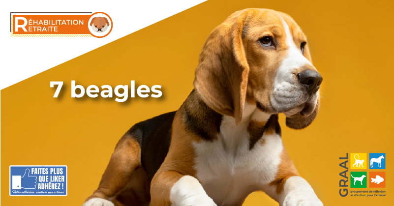 Réhabilitation de 7 beagles de laboratoire