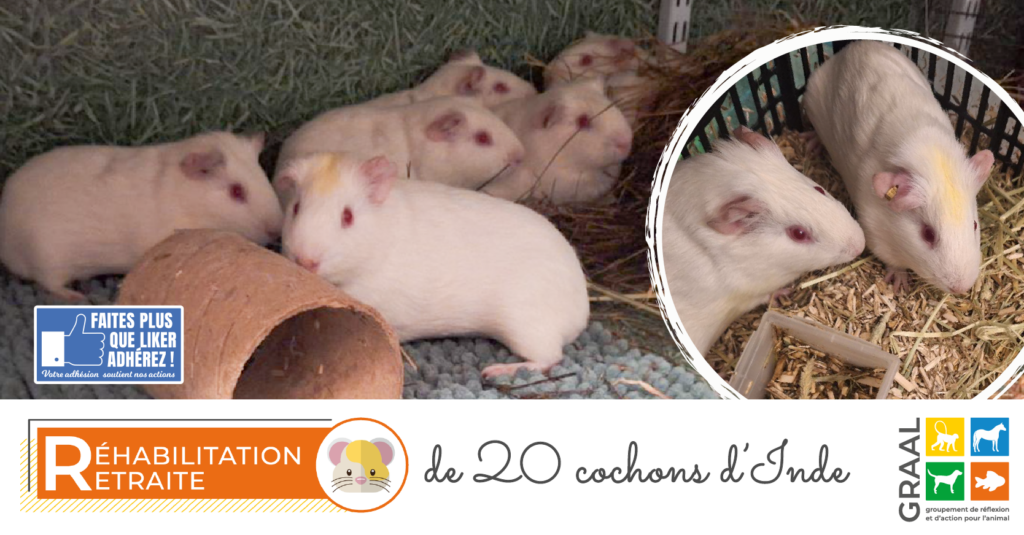 Sortie de laboratoire de 20 cochons d’Inde