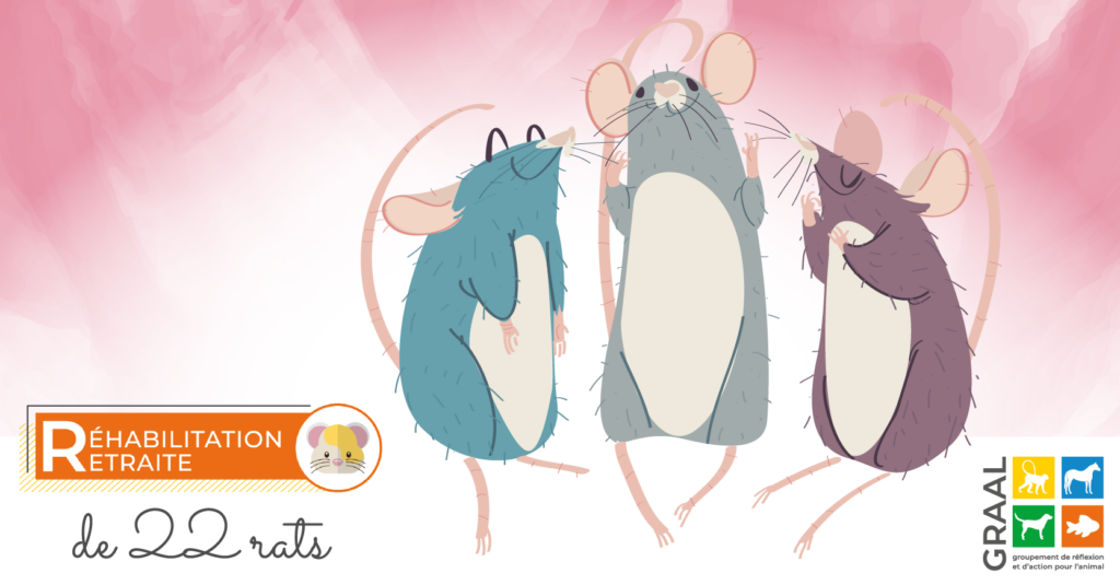 Sortie de 22 rats