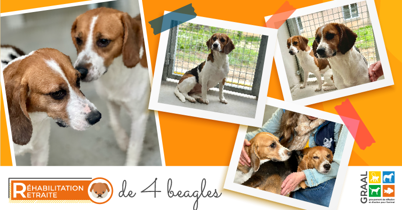 Sortie de 4 beagles