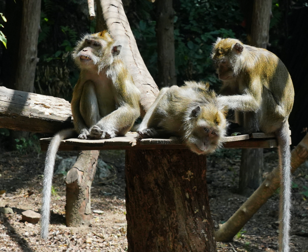 Nos macaques retraités aux Terres de Nataé