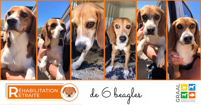 Nouvelle vie pour 6 beagles de laboratoire