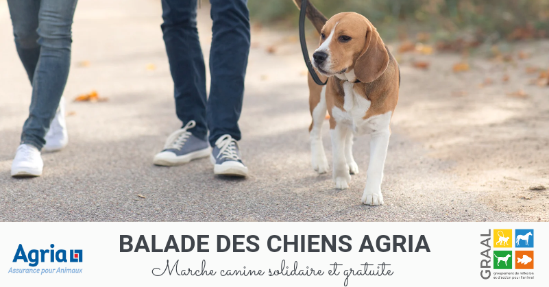 Marche solidaire et digitale : faites un don en promenant votre chien