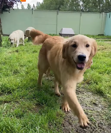 Sortie de laboratoire de Golden Retrievers