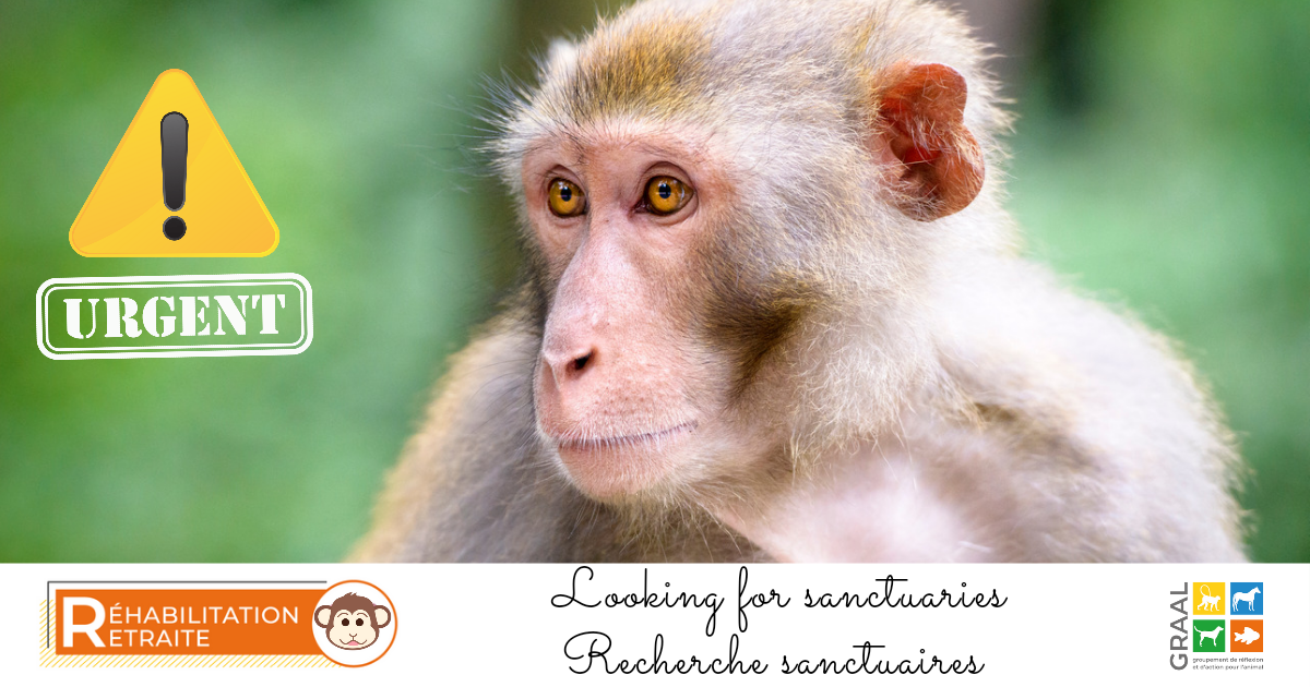 Urgent – Recherche de structures d’accueil pour primates issus de laboratoire