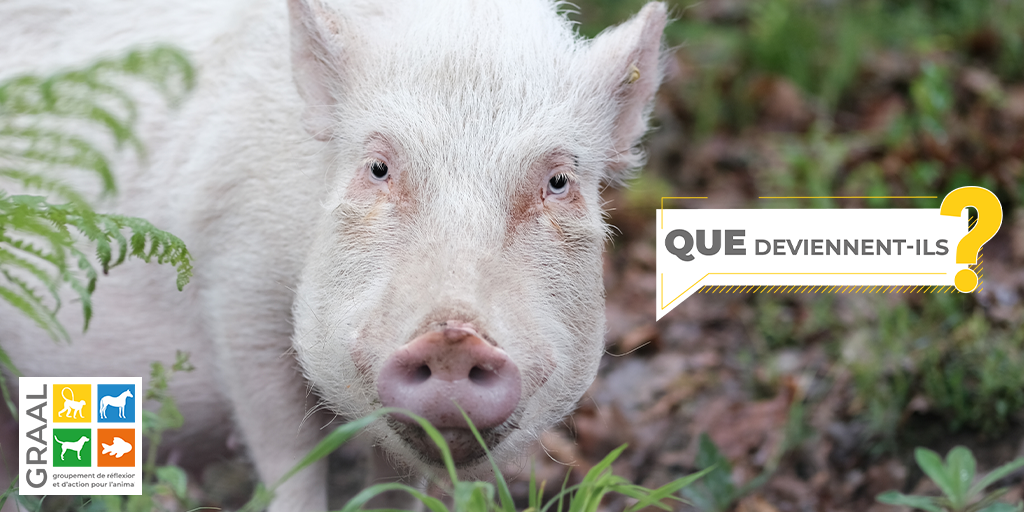 Quelques nouvelles de minipigs retraités