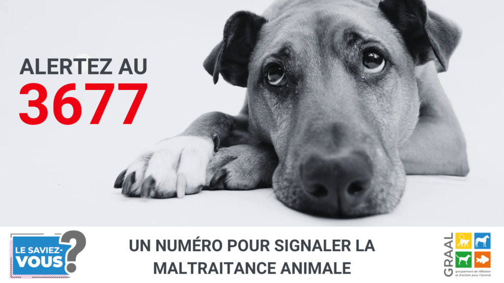 Un numéro pour signaler la maltraitance animale !