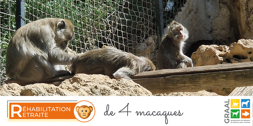 Sortie de laboratoire de 4 macaques