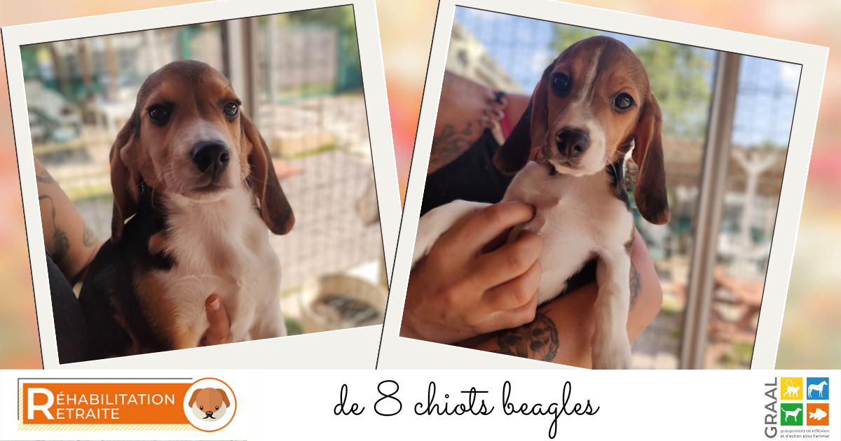 Réhabilitation de 8 chiots beagles