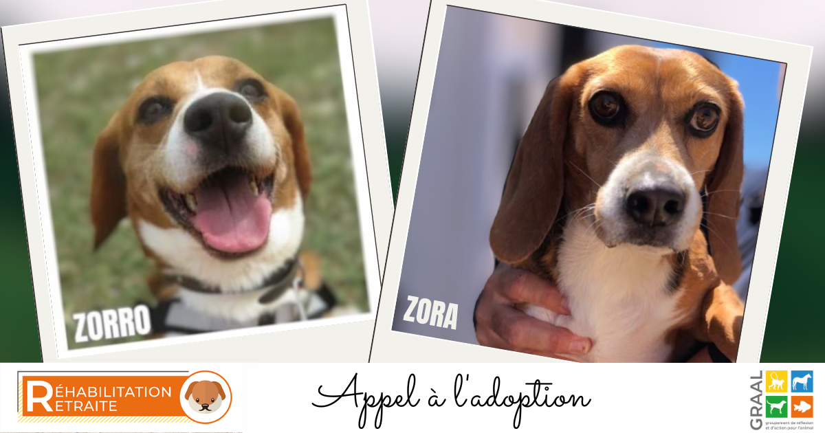 Appel à l’adoption – Zora & Zorro