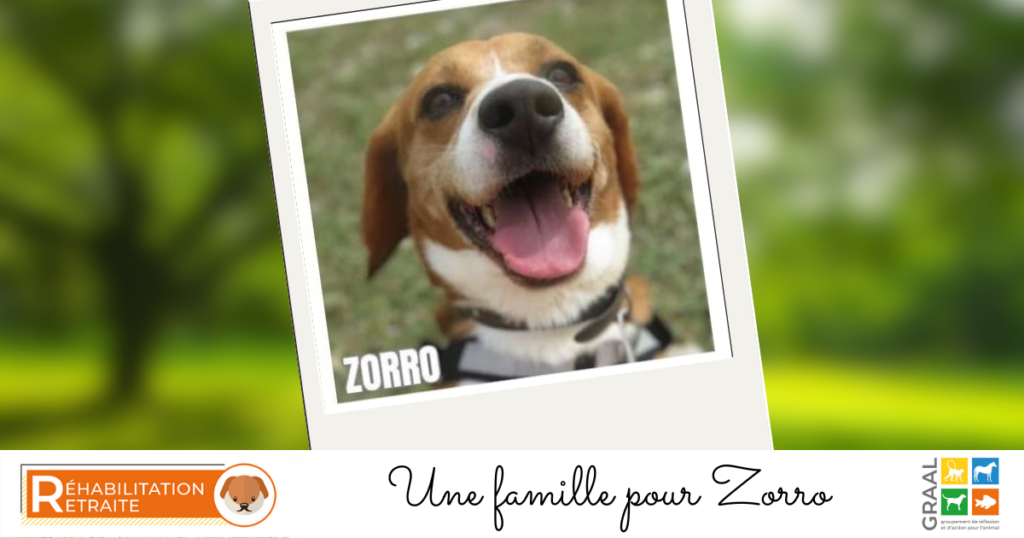 Zorro recherche une famille