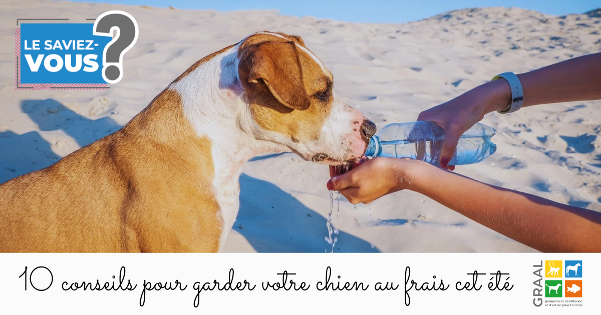 10 conseils pour garder votre chien au frais cet été !