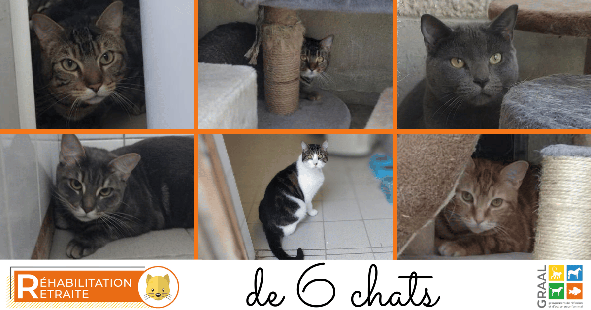 Sortie de 6 chats à adopter