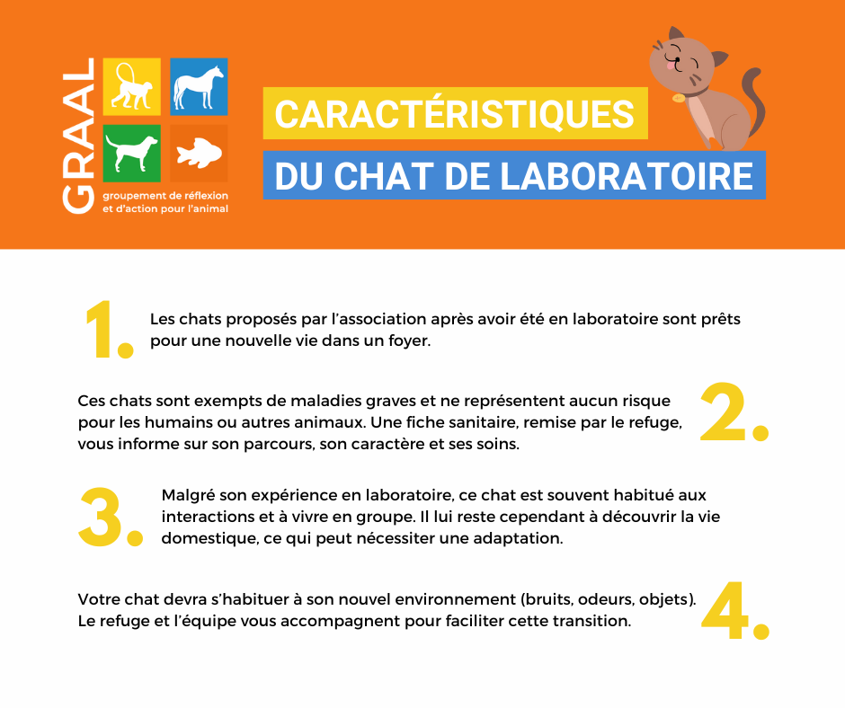 Découvrez notre guide sur la réhabilitation des chats