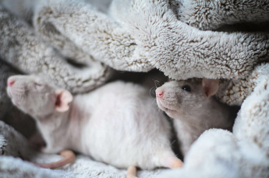 4 rats sortis de labo à adopter