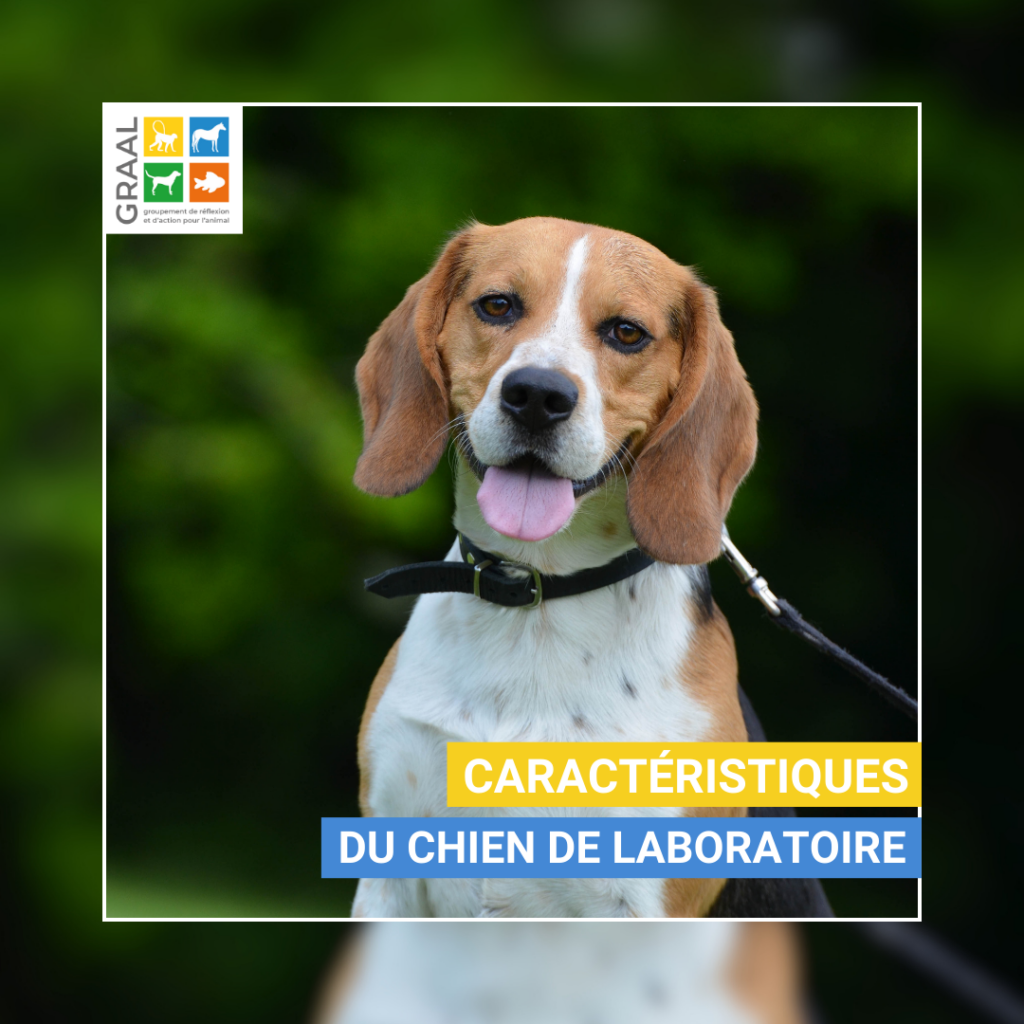 Découvrez notre guide sur la réhabilitation des chiens