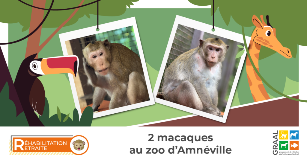 Sortie de laboratoire de 2 macaques