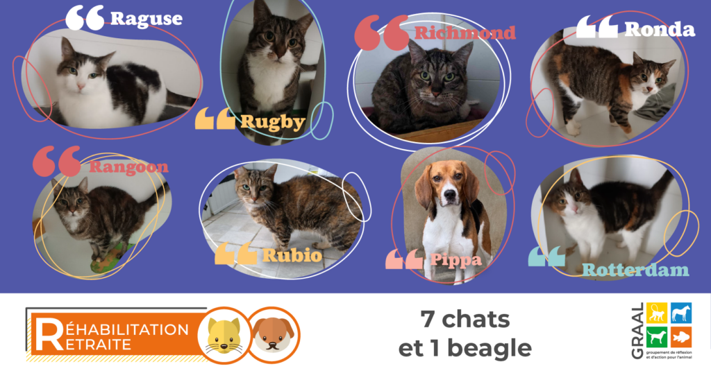 Réhabilitation de 7 chattes et 1 chienne