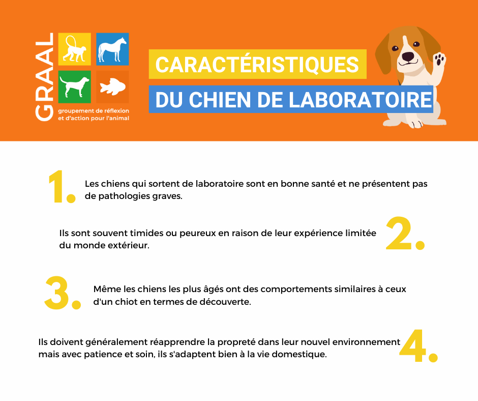 Découvrez notre guide sur la réhabilitation des chiens